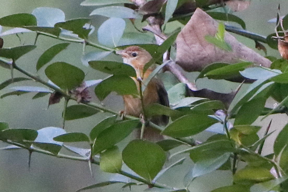 Tawny-bellied Babbler